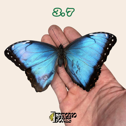Real Blue Morpho Butterfly: B-Grade defected Dry Specimen for Taxidermy Repair