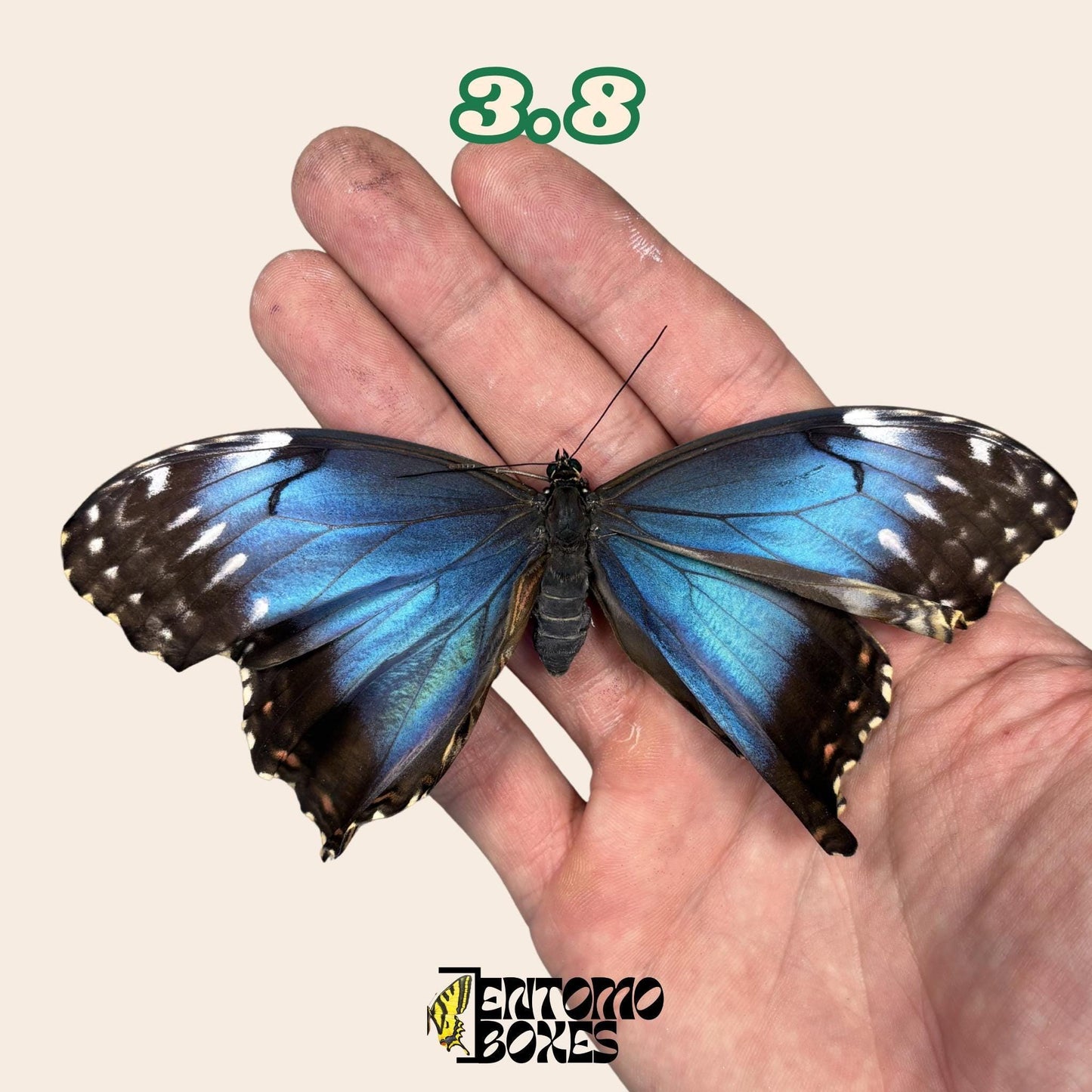 Real Blue Morpho Butterfly: B-Grade defected Dry Specimen for Taxidermy Repair