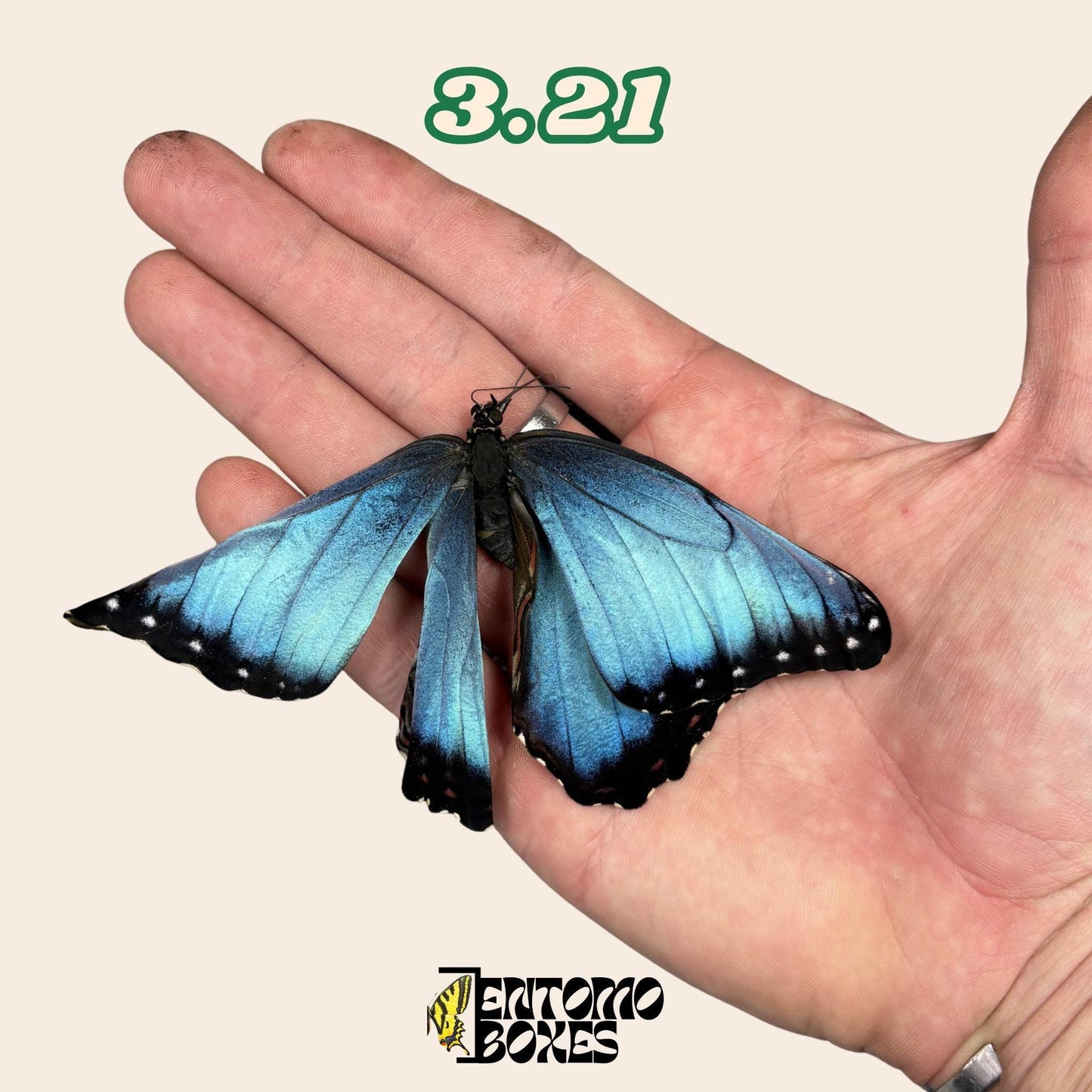 Real Blue Morpho Butterfly: B-Grade defected Dry Specimen for Taxidermy Repair (etsy image id: 7997017452)