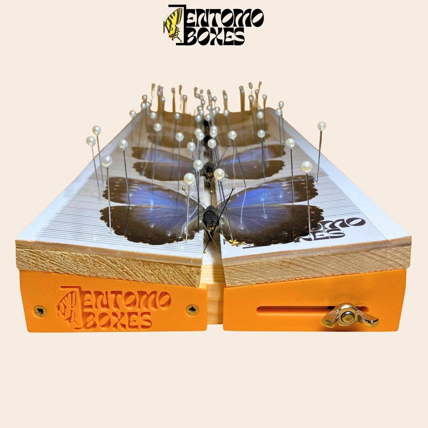 adjustable butterfly pinning board from entomoboxes with blue morpho butterflies on it (etsy image id: 7999425876)