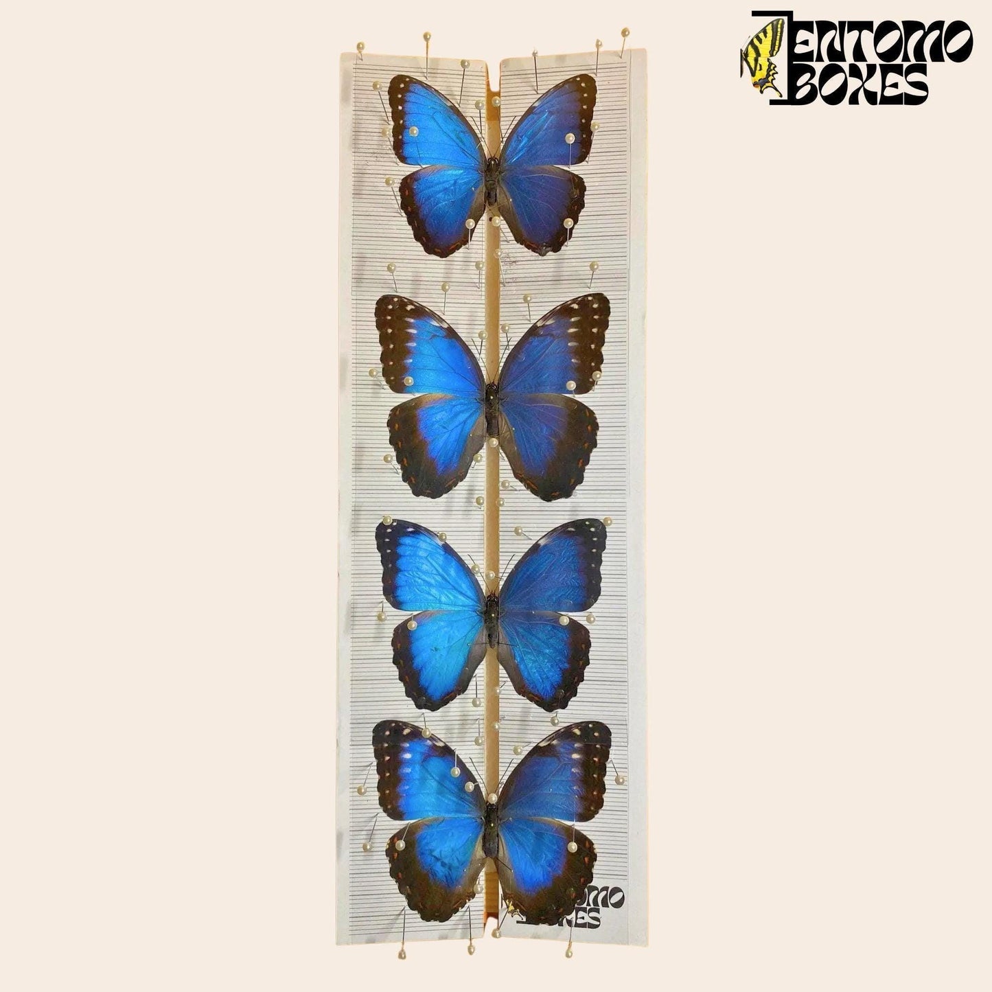 adjustable butterfly pinning board from entomoboxes with blue morpho butterflies on it (etsy image id: 7999426170)