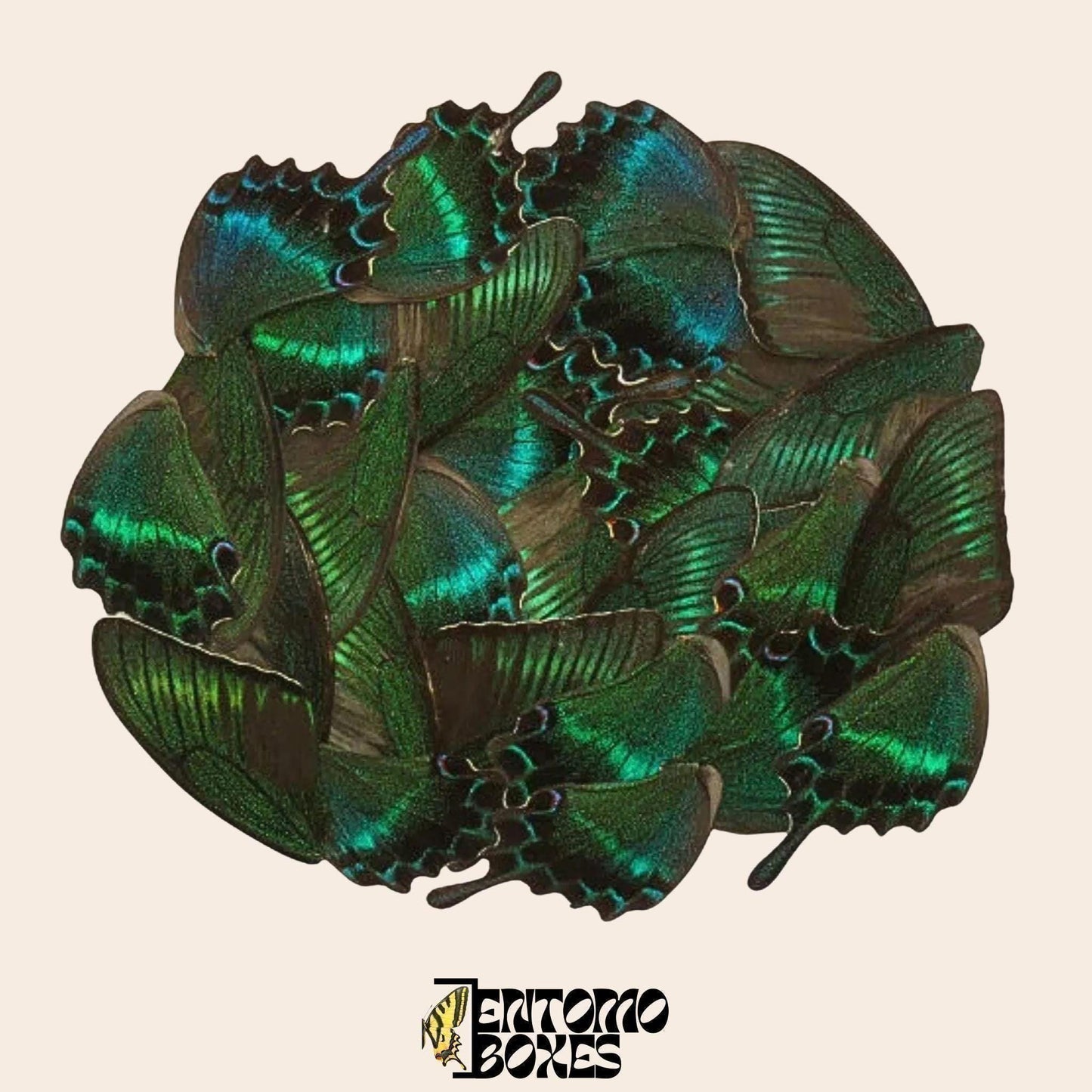 papilio maackii real wings (etsy image id: 8000833370)