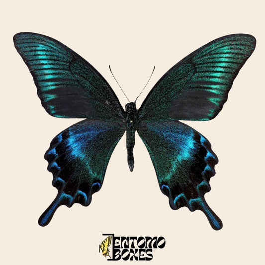 papilio maackii male pinned butterfly __etsy:8003351207
