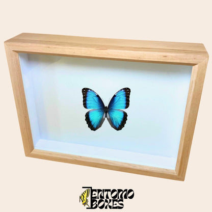 wooden insect collection box (etsy image id: 8003492516)