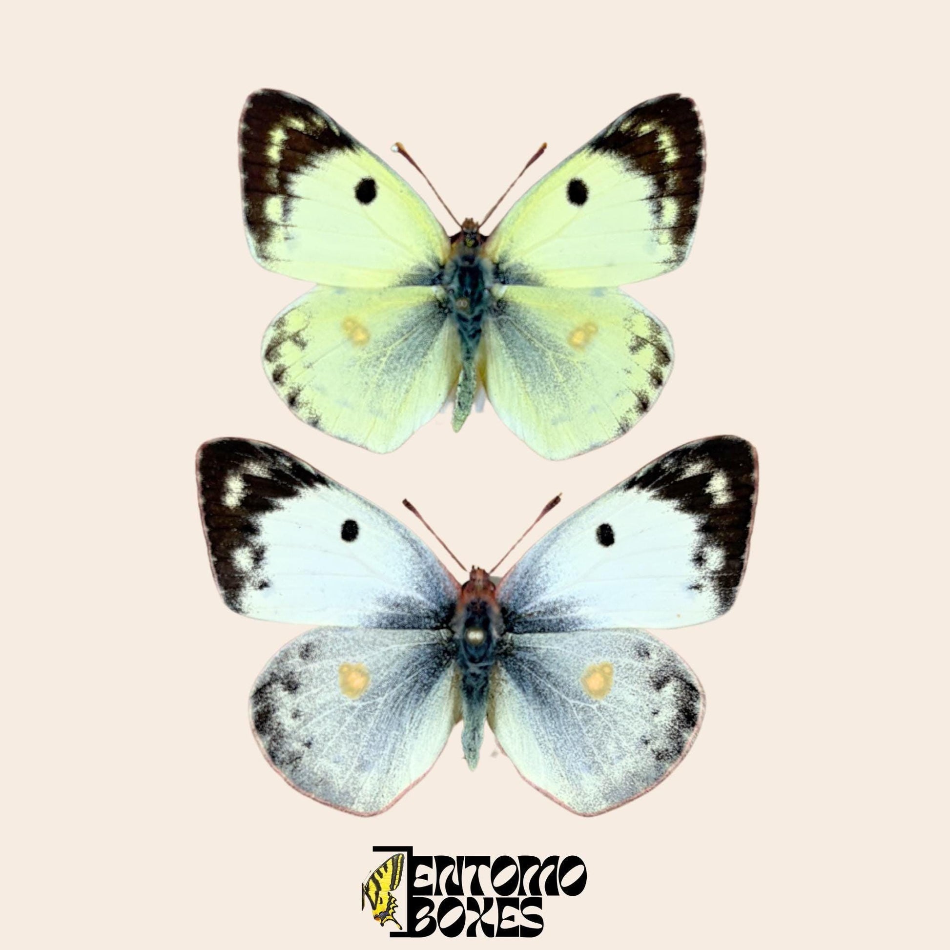 colias hyale pair on pin (etsy image id: 8003745641)