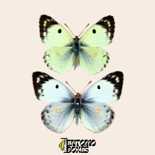 colias hyale pair on pin (etsy image id: 8003745641)