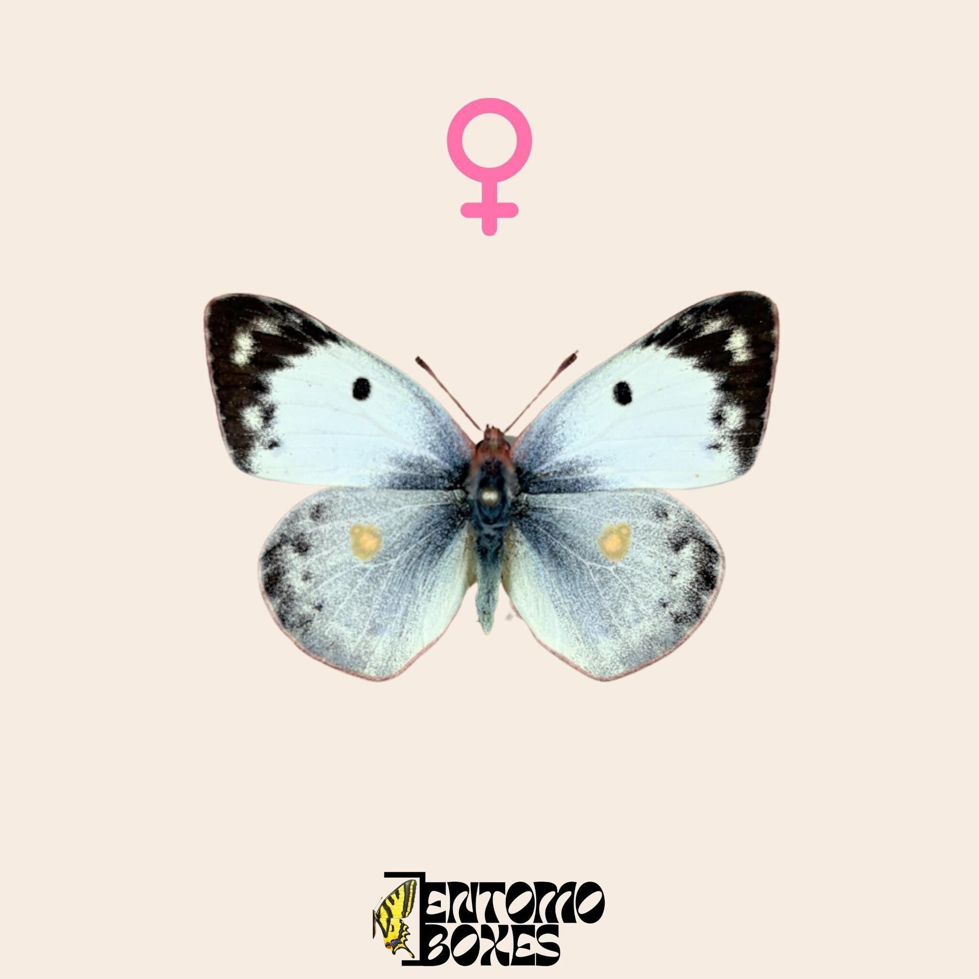 pinned colias hyale female (etsy image id: 8003745733)