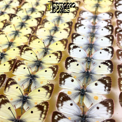 collection of colias hyale specimens (etsy image id: 8003745775)
