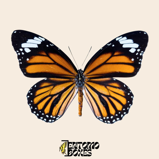 danaus genutia pinned specimen (etsy image id: 8008480552)