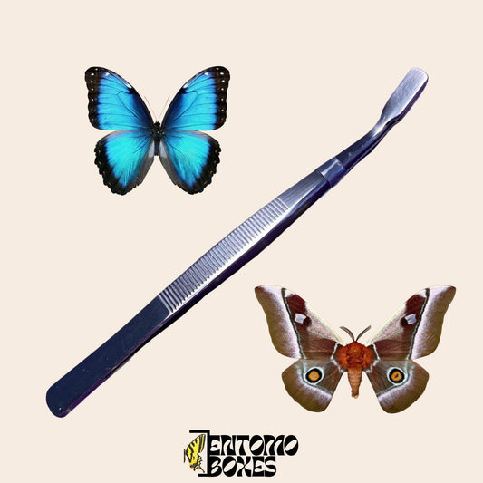 flat tip entomology tweezers for pinning butterflies (etsy image id: 8008481424)