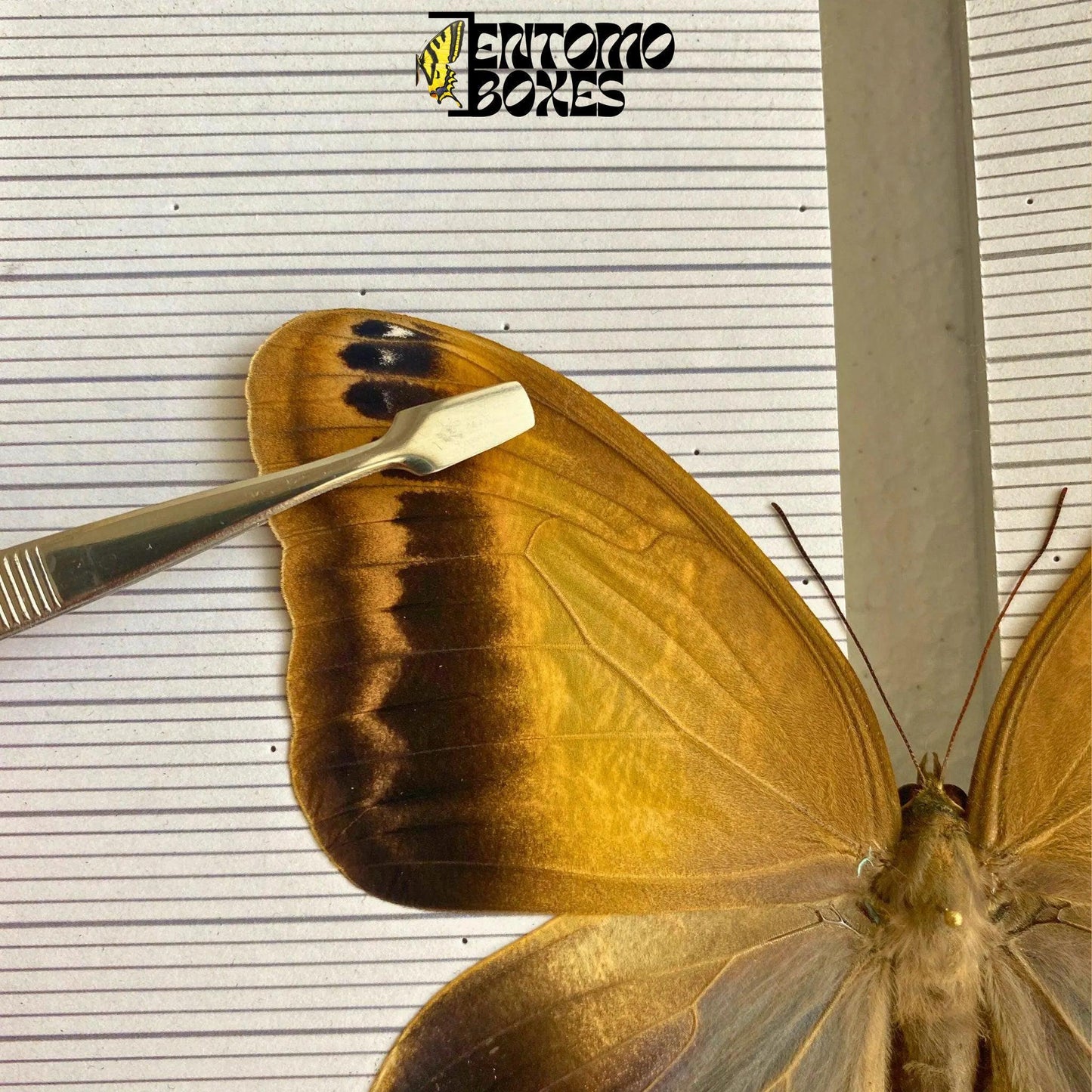 flat tip entomology tweezers for pinning butterflies (etsy image id: 8008481596)
