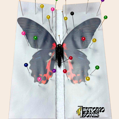 entomology pinning foil strips (etsy image id: 8008481766)