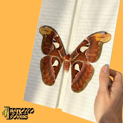 large moth pinning board with grid sticker (etsy image id: 8008511954)