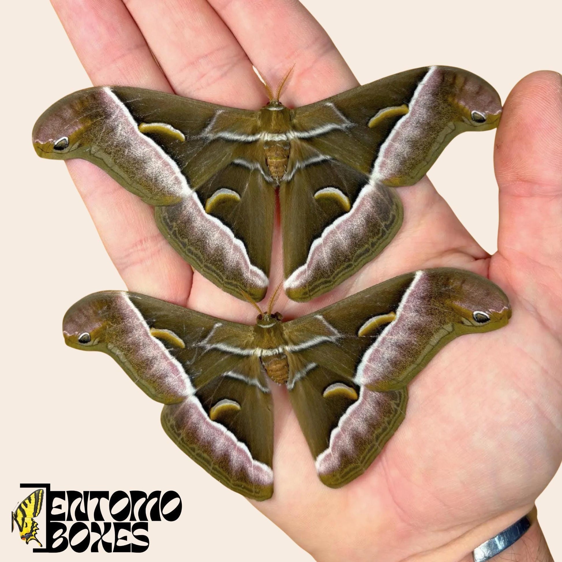 samia luzonica moth specimen on hand (etsy image id: 8011087328)