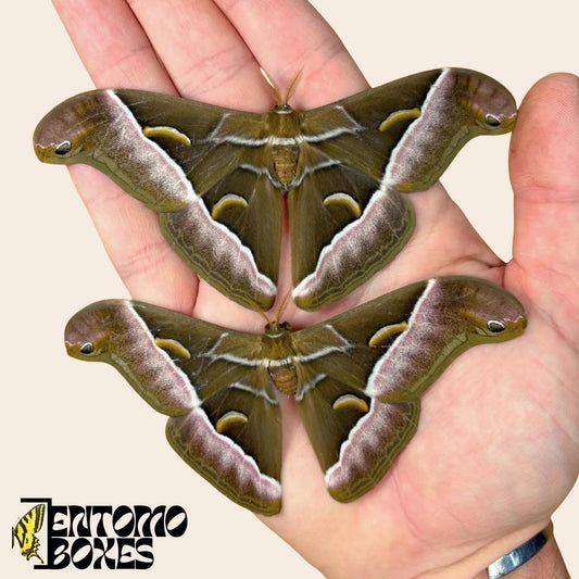 samia luzonica moth specimen on hand (etsy image id: 8011087328)