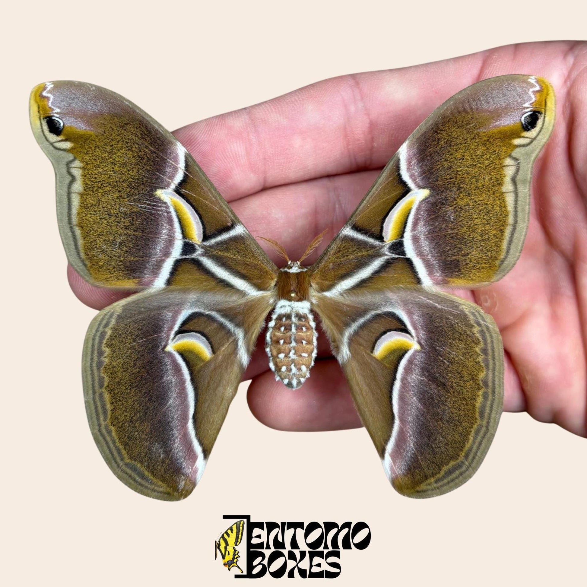 Samia canningi female pinned moth (etsy image id: 8011175388)