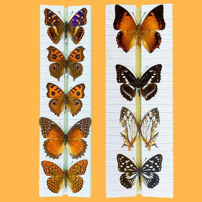 tropical butterflies on entomoboxes pinning boards (etsy image id: 8011201194)