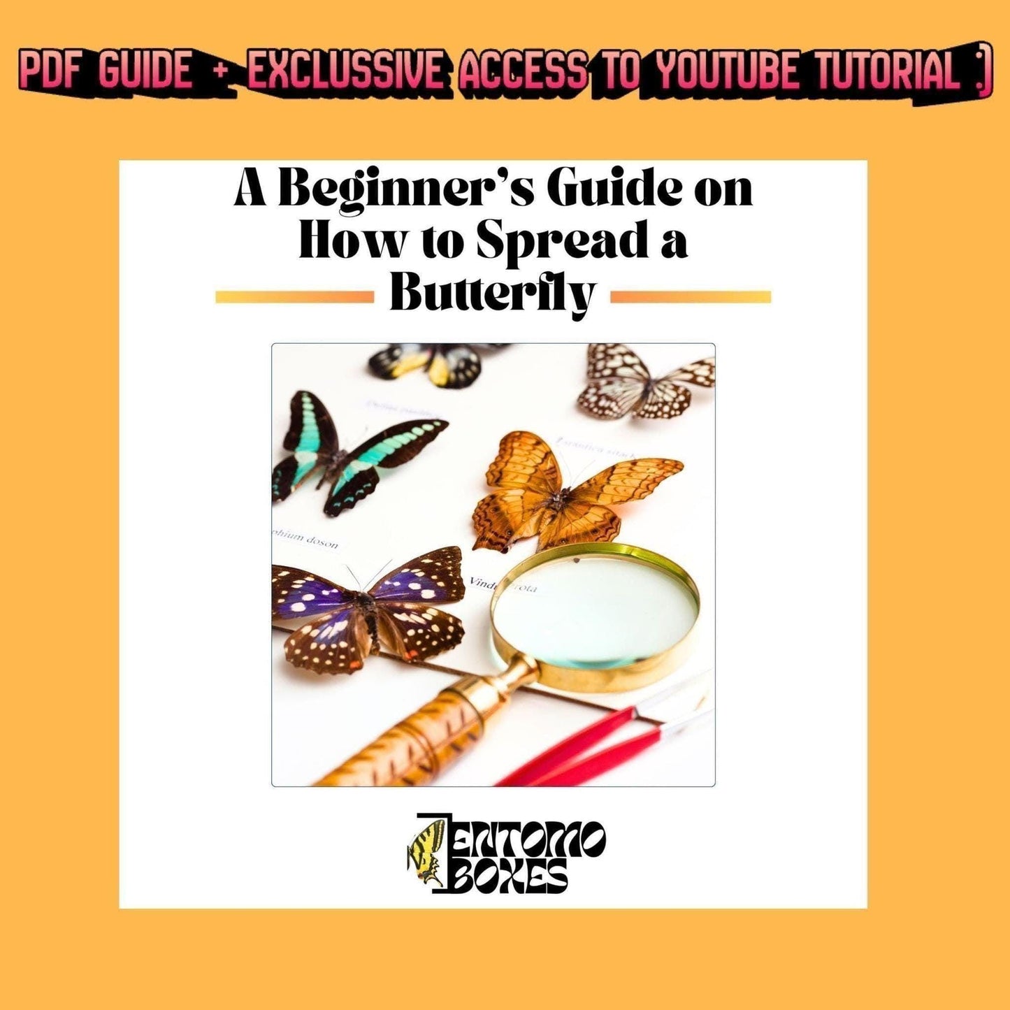 insect pinning guide (etsy image id: 8011201280)