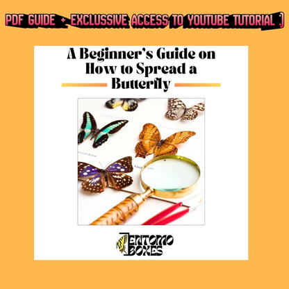 insect pinning guide (etsy image id: 8011201280)