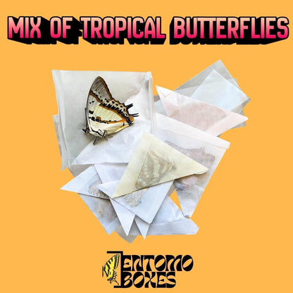 butterfly pinning kitdry tropical butterflies in paper bags (etsy image id: 8011201440)