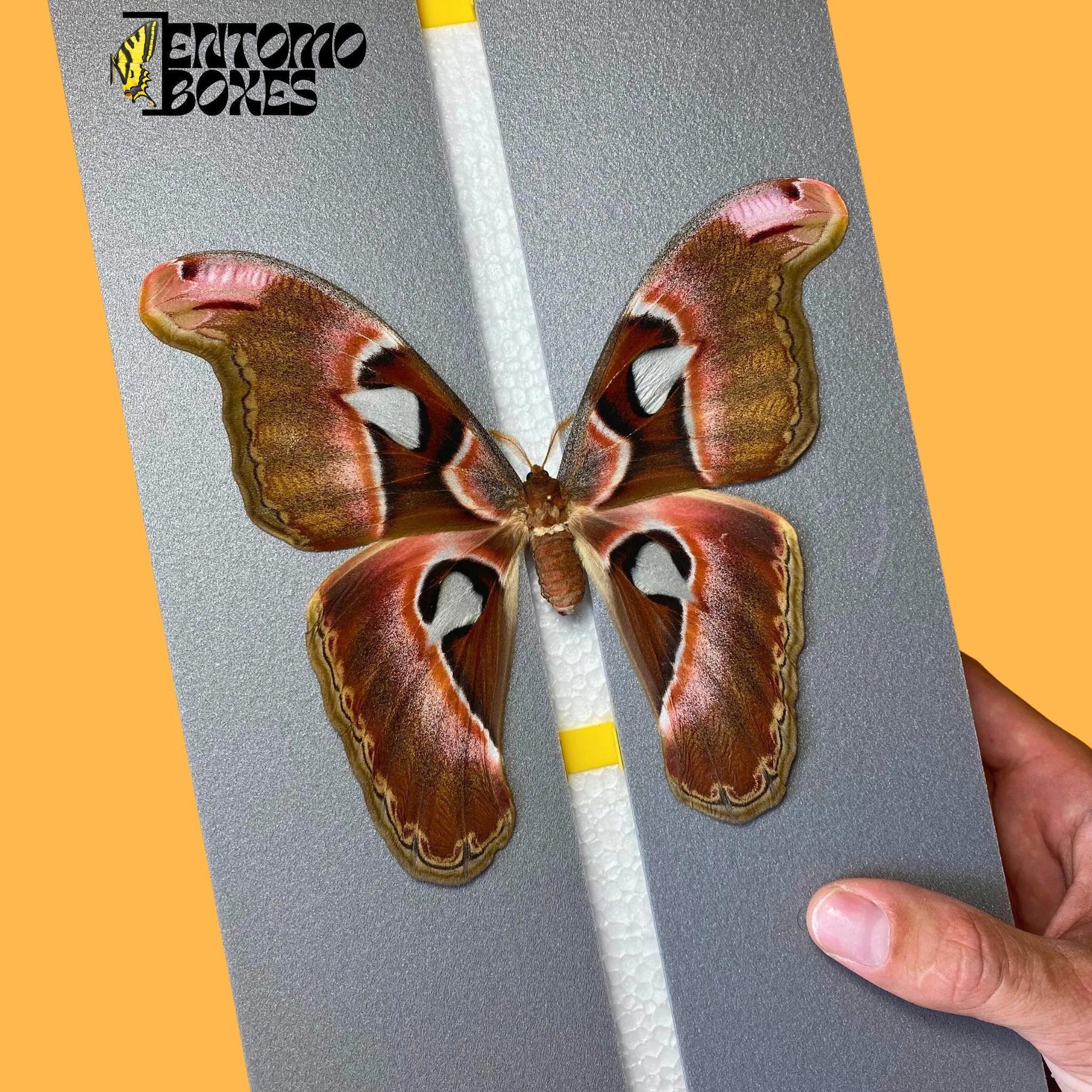 Attacus lorquini female on pinning board from entomoboxes (etsy image id: 8013275927)
