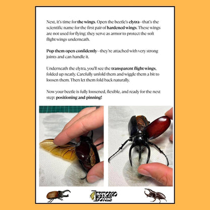 chalcosoma atlas, goliathus meleagris and Eupatorus gracilicornis beetles with opened wings (etsy image id: 8016429663)