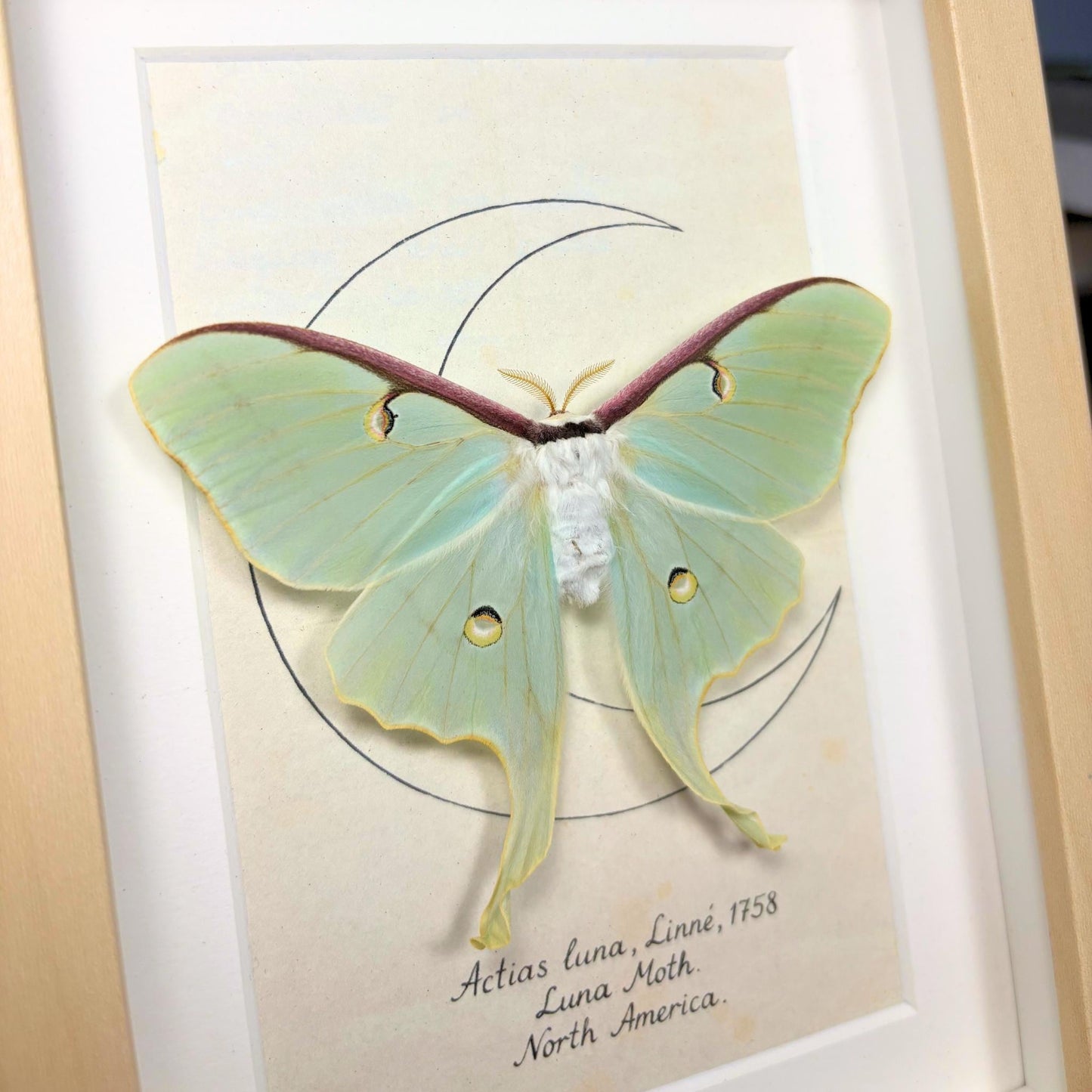 framed moth actias luna __etsy:8019530363