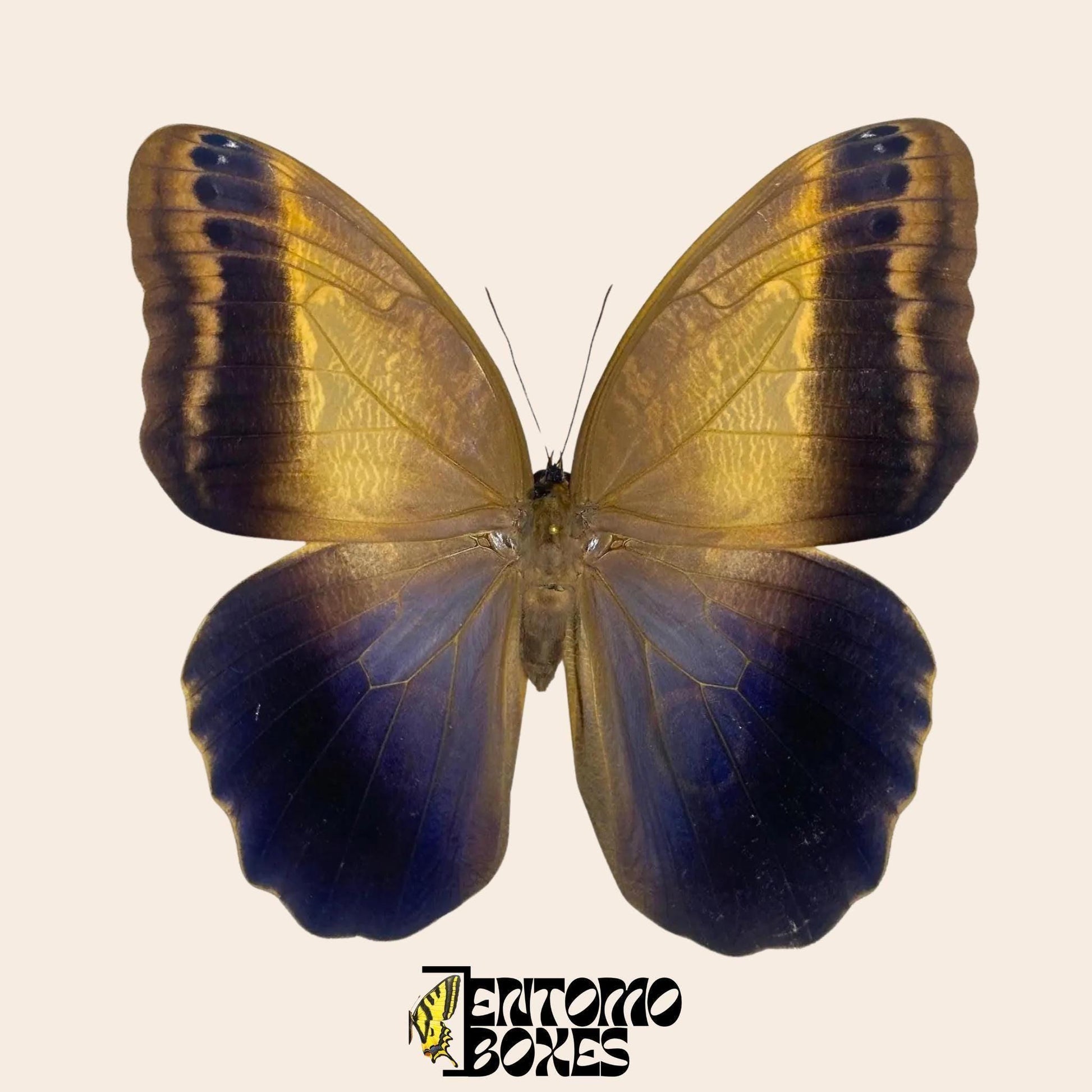 caligo memnon pinned butterfly (etsy image id: 8019821083)