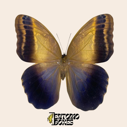 caligo memnon pinned butterfly (etsy image id: 8019821083)