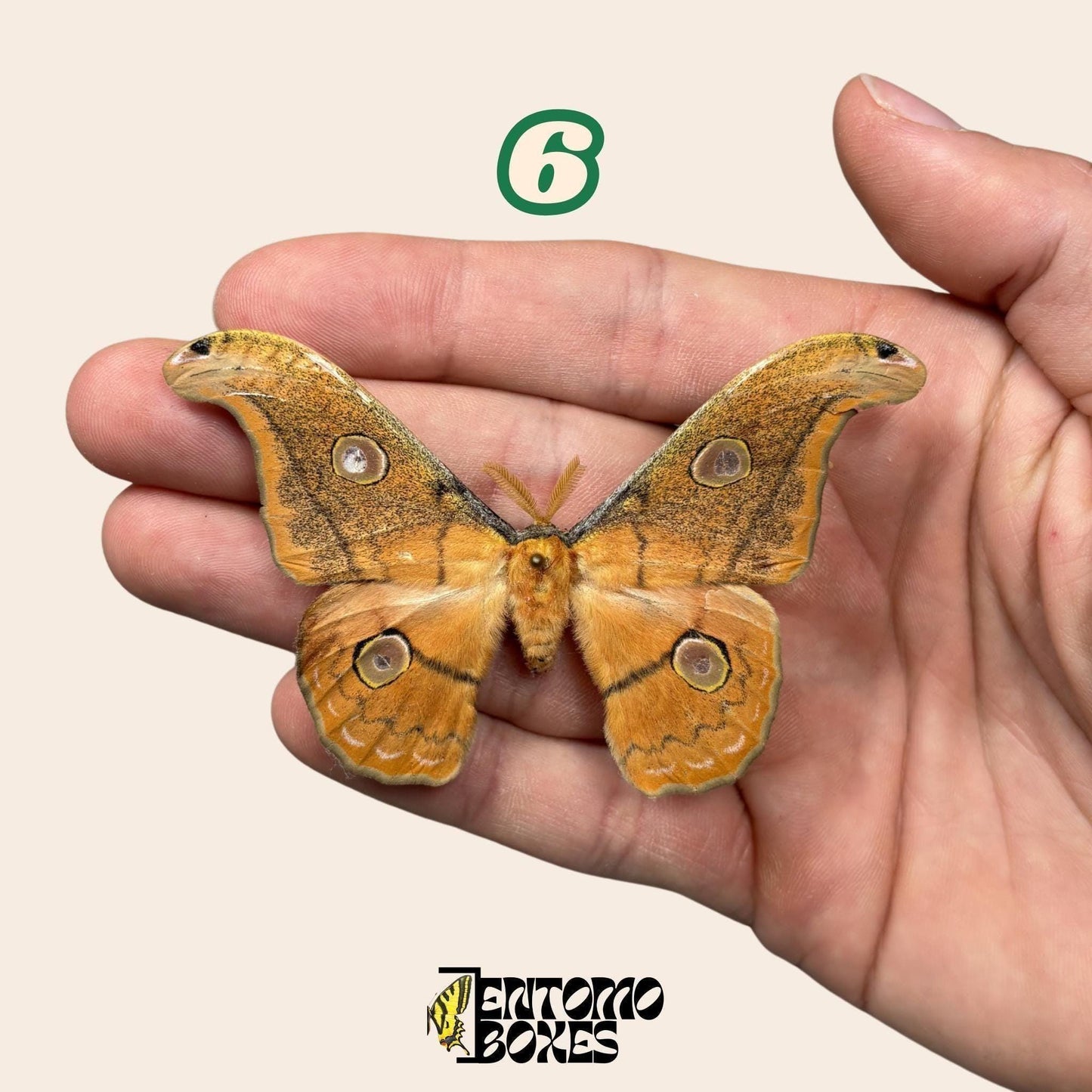 Defected budget moth and butterfly specimens for art collection taxidermy entomology (etsy image id: 8019821801)
