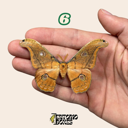 Defected budget moth and butterfly specimens for art collection taxidermy entomology (etsy image id: 8019821801)