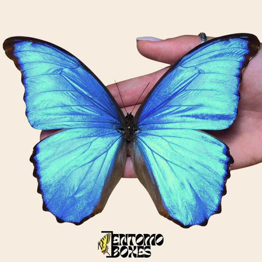 Morpho didius pinned male butterfly (etsy image id: 8023220931)