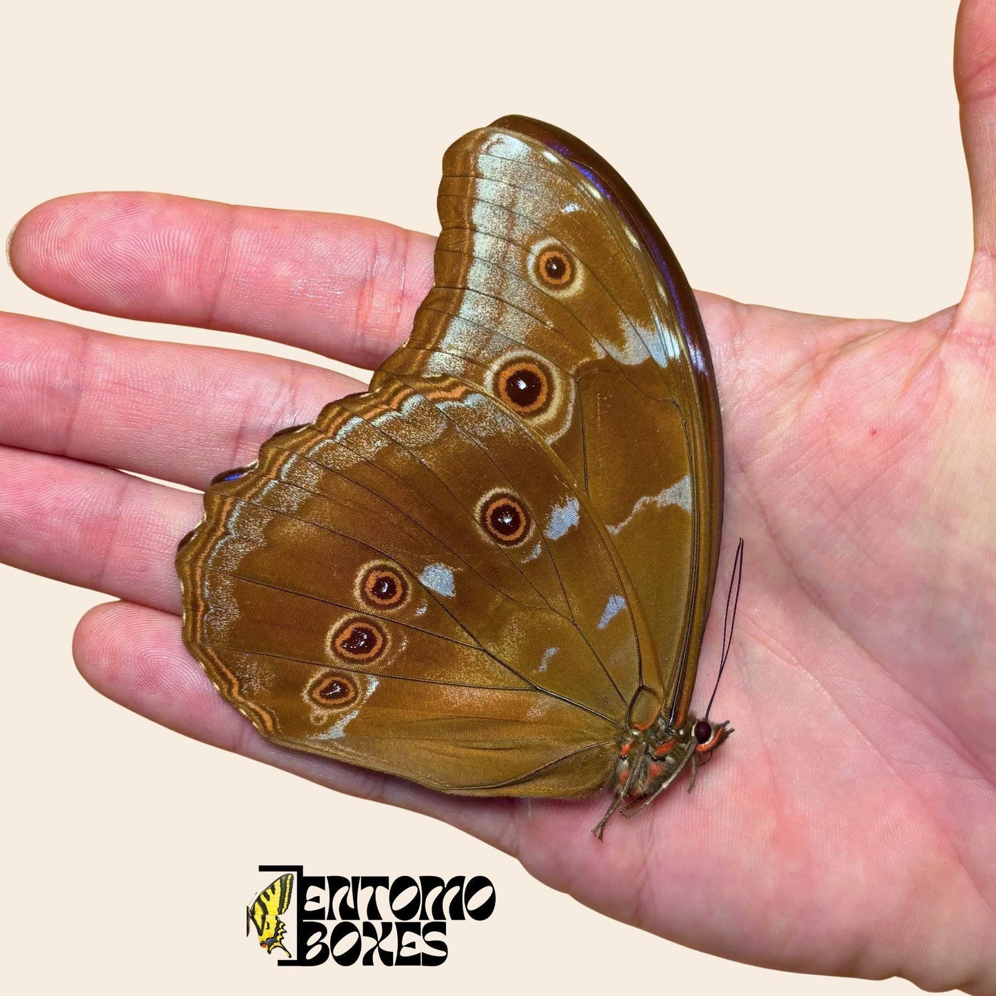 morpho didius with closed wings (etsy image id: 8023220981)