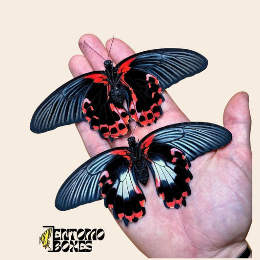 papilio rumanzovia females on hand (etsy image id: 8024303915)