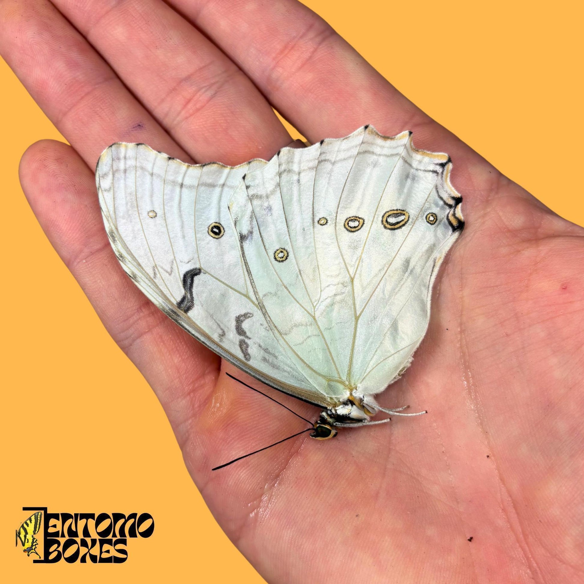 Real Butterfly White Morpho (Morpho polyphemus) Unmounted specimen for Entomology Collection (etsy image id: 8024304899)