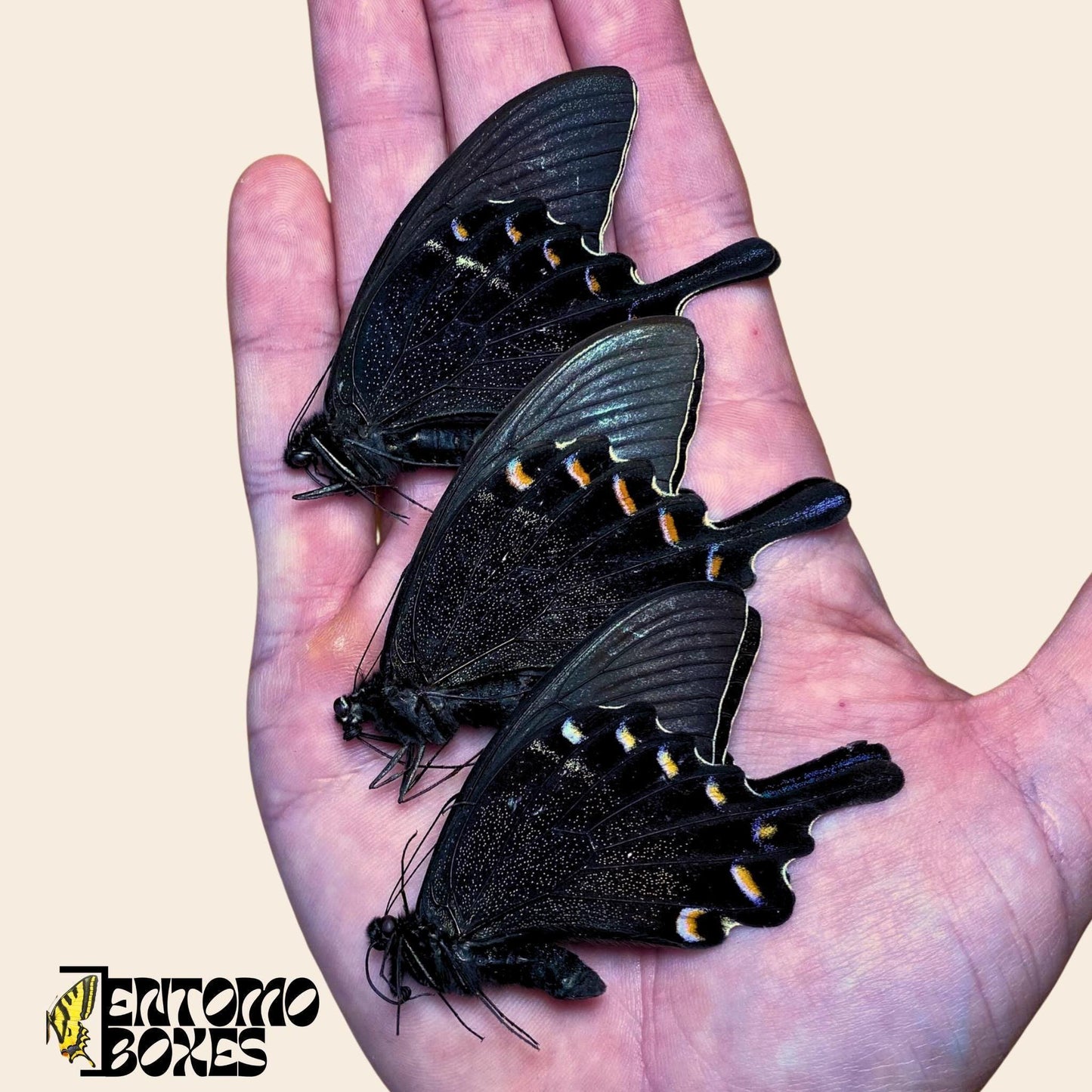 papilio maackii three males on hand __etsy:8031802511