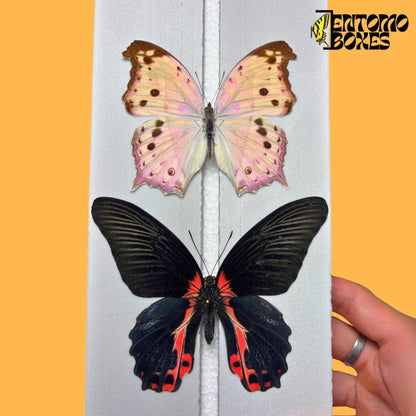 papilio rumanzovia and salamis parhassus on entomoboxes pinning board (etsy image id: 8031802807)