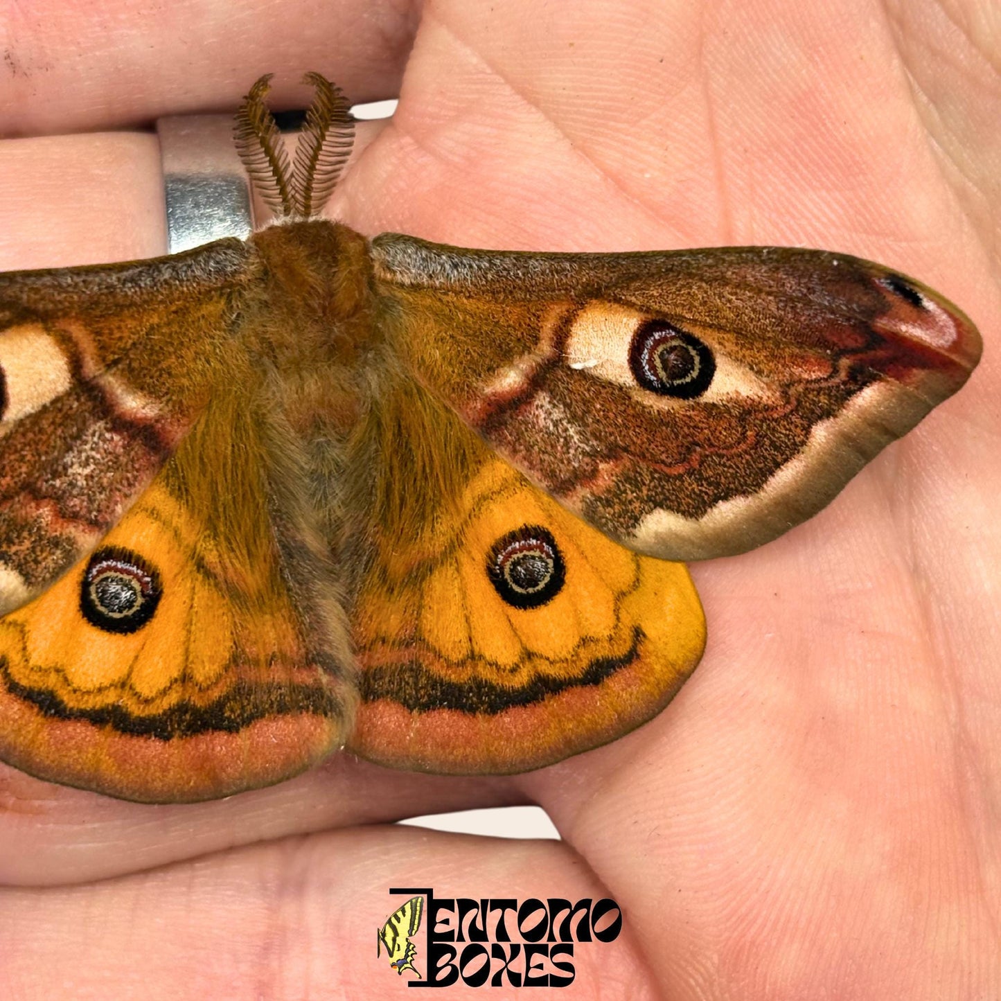saturnia pavonia male moth with opened wings