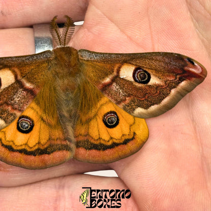 saturnia pavonia male moth with opened wings
