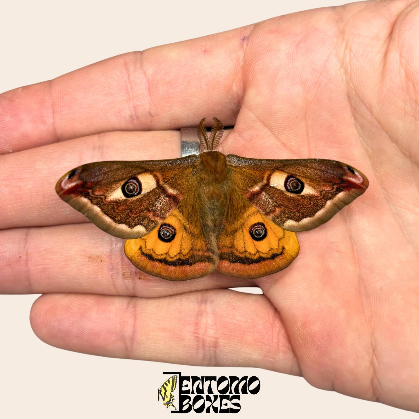 saturnia pavonia male moth with opened wings
