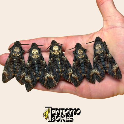 Acherontia atropos 5 specimens on hand (etsy image id: 8033477575)