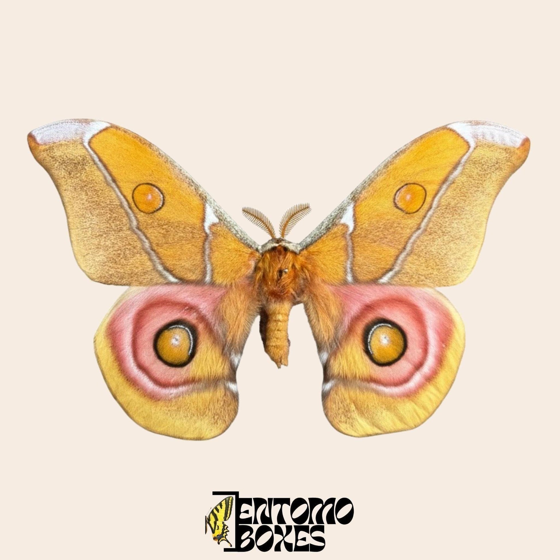 antherina suraka pinned wings male moth (etsy image id: 8035173919)