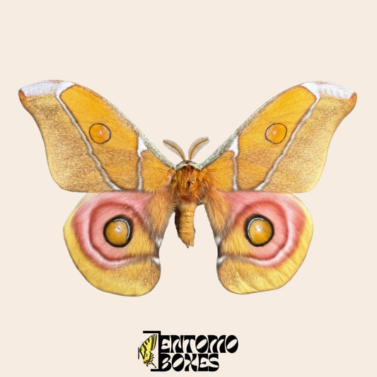 antherina suraka pinned wings male moth (etsy image id: 8035173919)