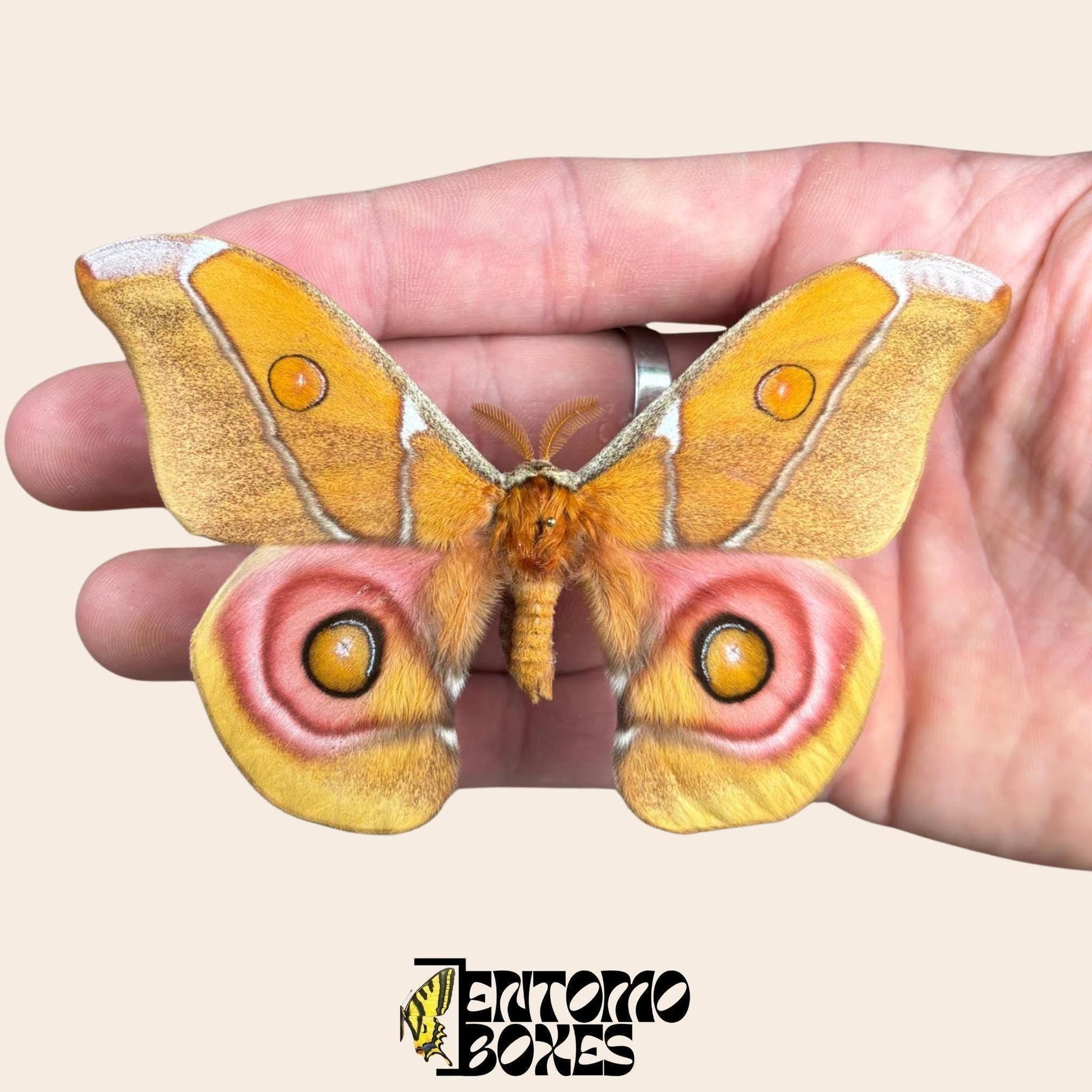 antherina suraka pinned wings male moth (etsy image id: 8035174019)
