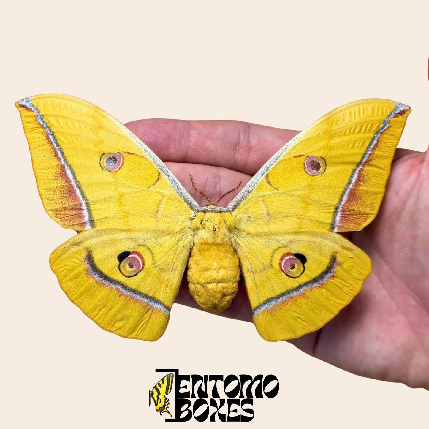 antheraea yamamai yellow female with opened wings (etsy image id: 8035174055)