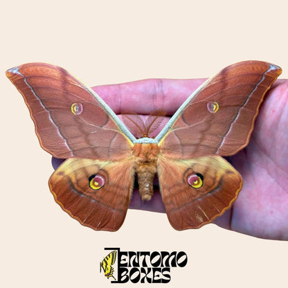 antheraea yamamai brown pinned male (etsy image id: 8035174115)