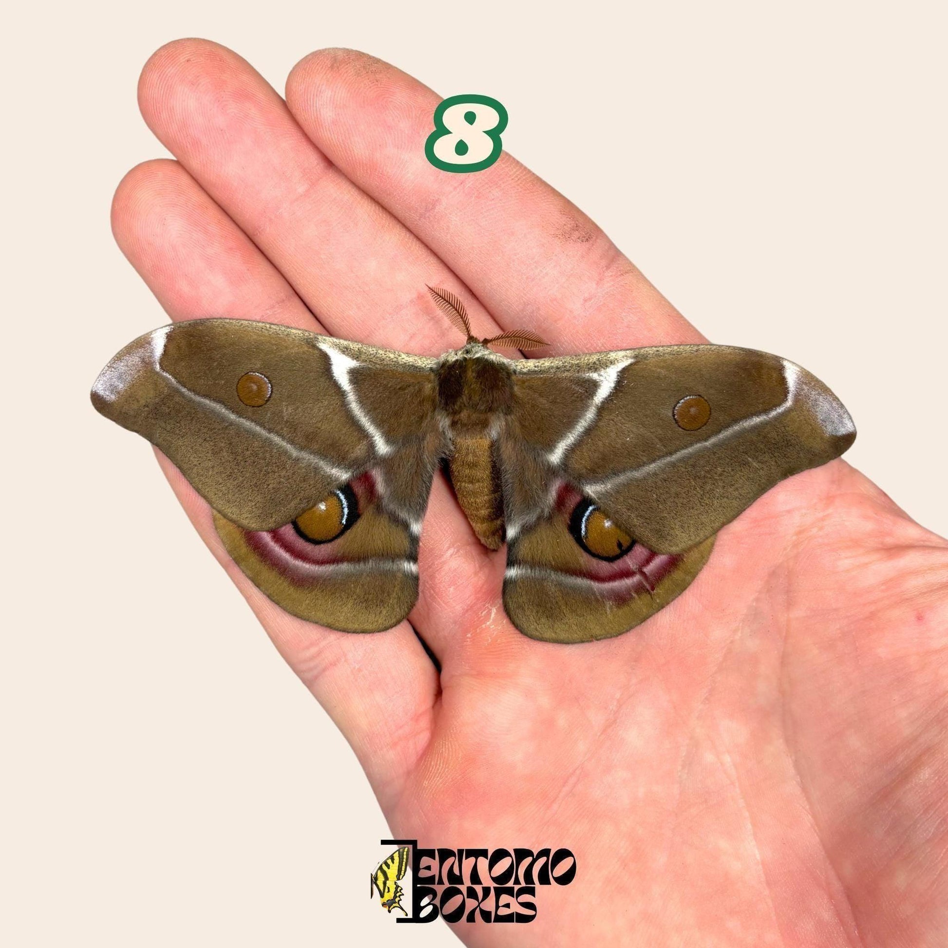 Real Antherina Suraka Moth Specimen, Pinned or Unmounted, Madagascar Silk Moth, Entomology Display, Taxidermy Insect (etsy image id: 8035174923)