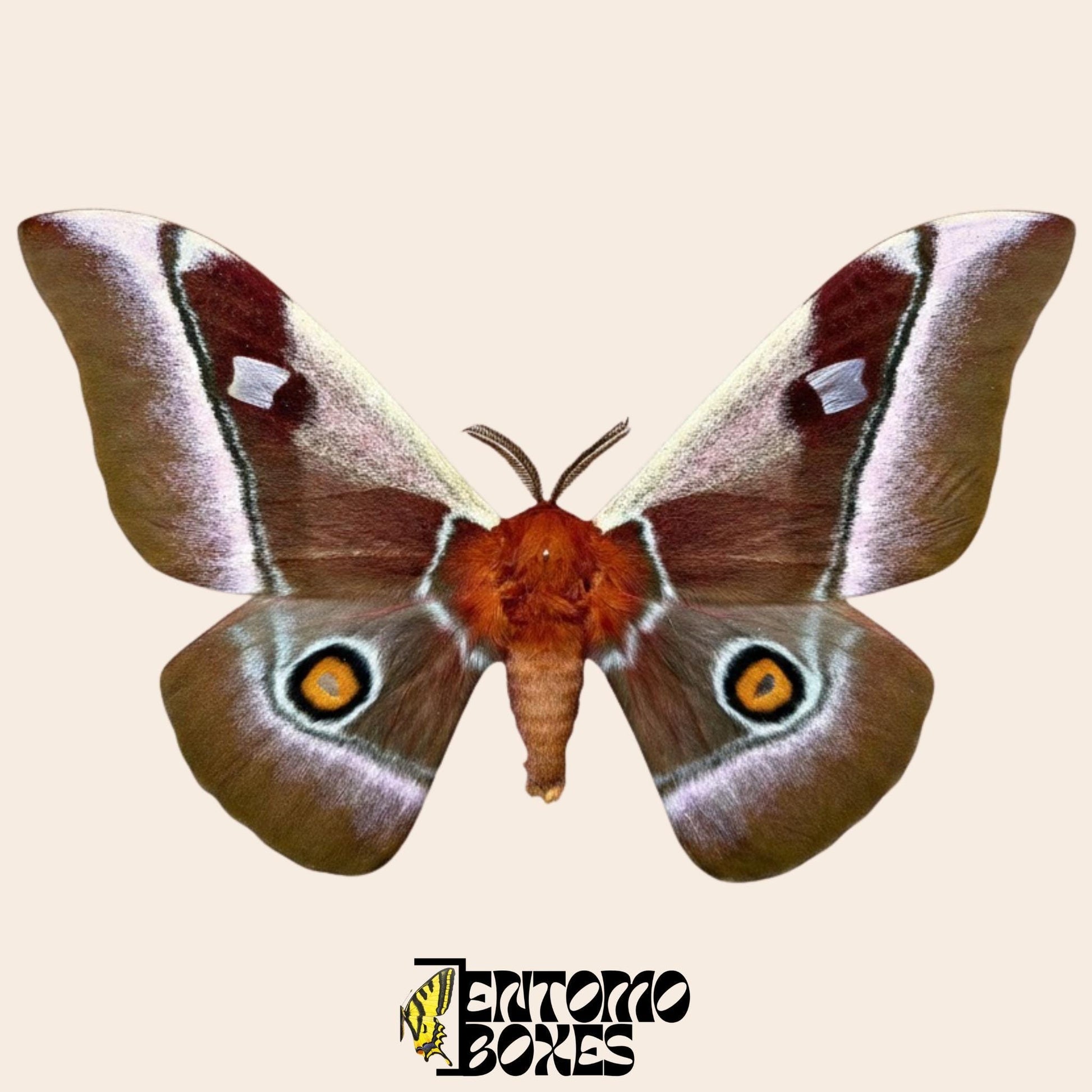 bunaea alcinoe pinned male moth (etsy image id: 8037976431)