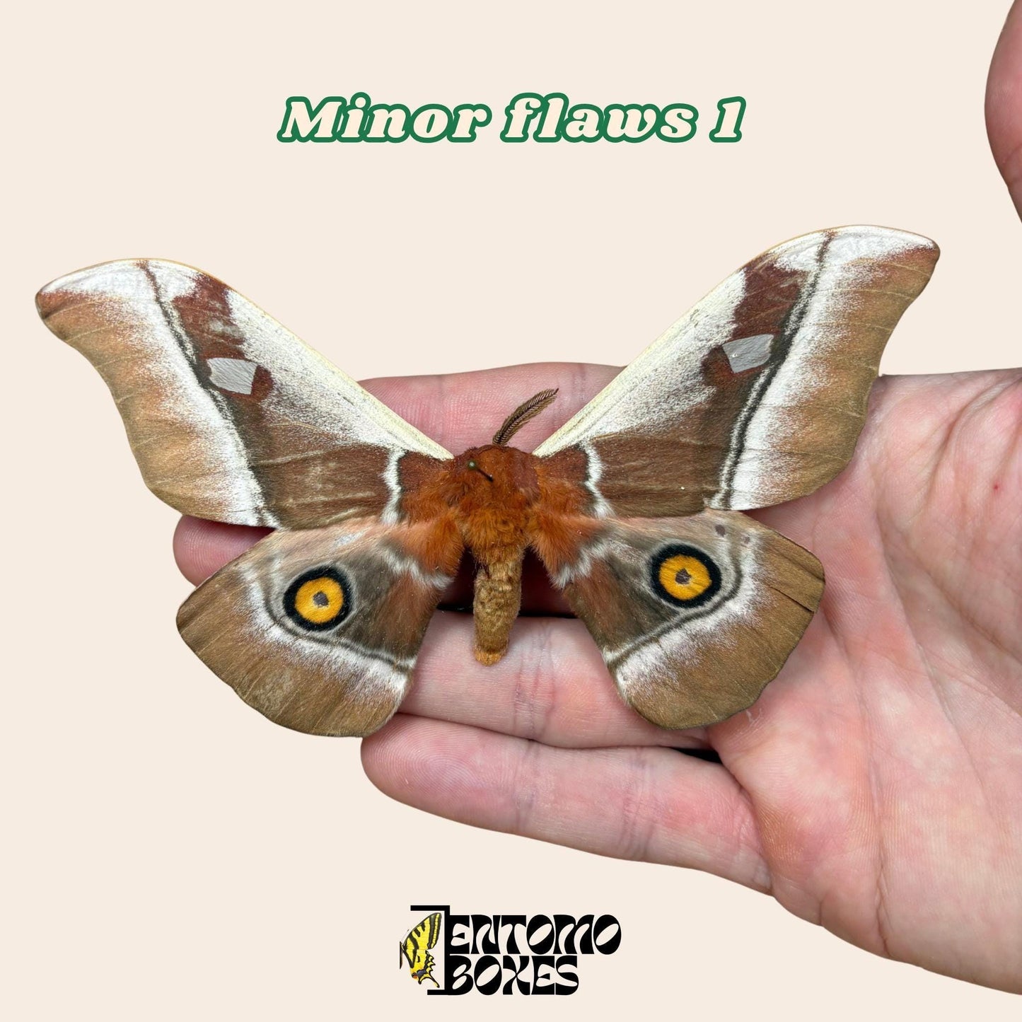 bunaea alcinoe pinned male moth (etsy image id: 8037976669)