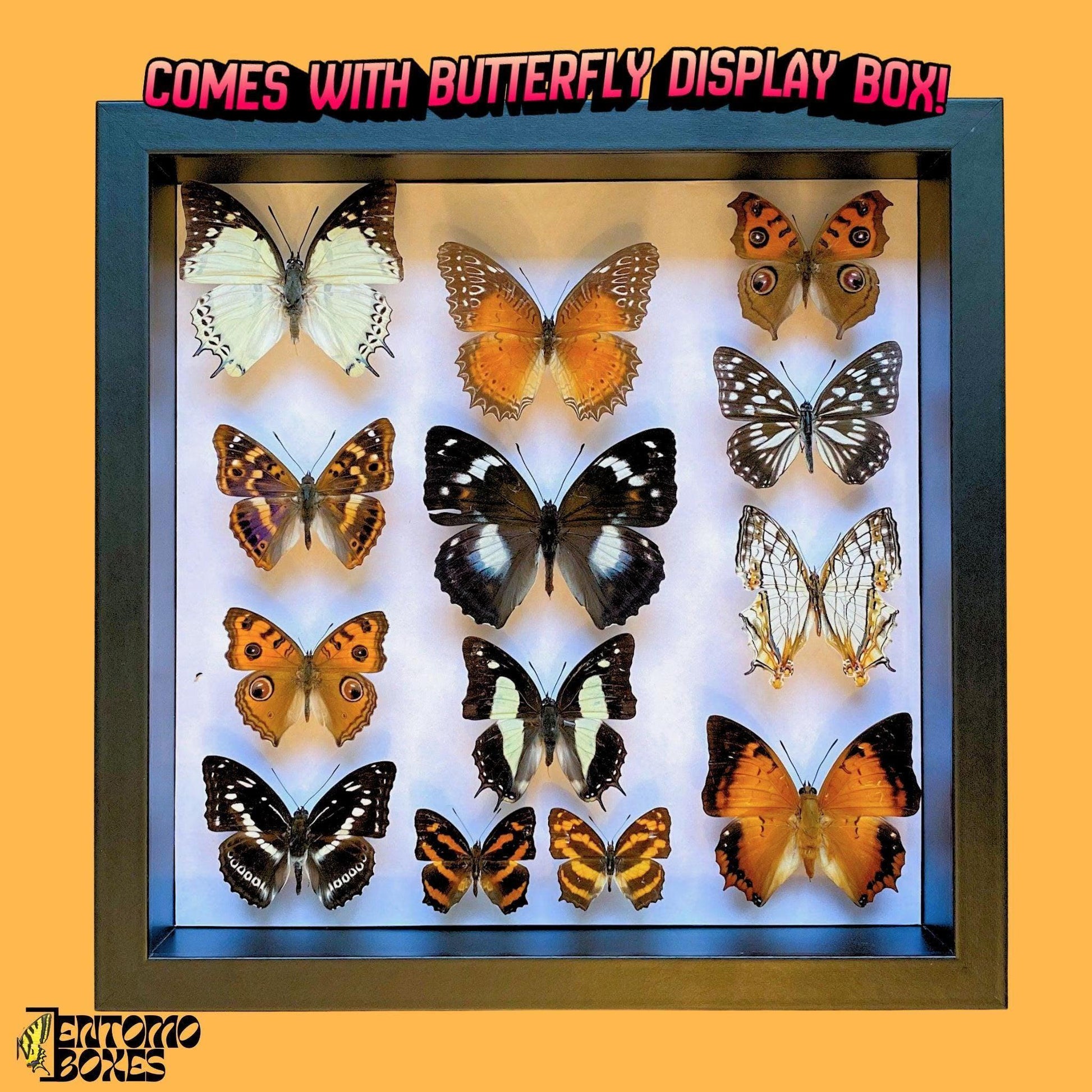 butterfly collection display box (etsy image id: 8039656601)